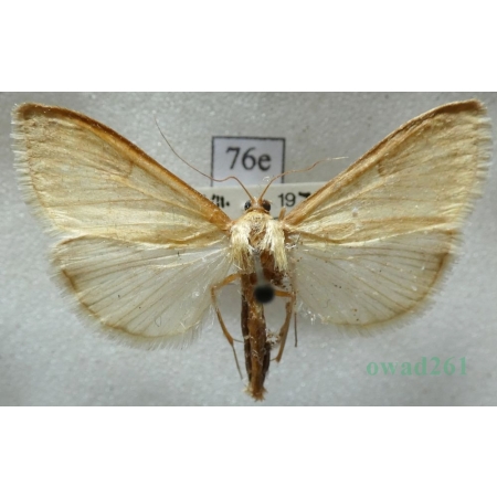 Ostrinia nubilalis (Hübner, 1796) Omacnica prosowianka Czech76e